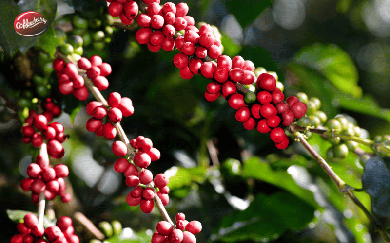 ca-phe-nguyen-chat-la-gi-cach-phan-biet-voi-ca-phe-pha-tap (3)